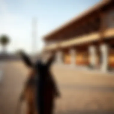 Elegant horse riding arena at Desert Palm Equestrian Centre