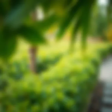 Lush Greenery in Al Ghadeer Vibrant landscapes of Al Ghadeer Village with lush greenery