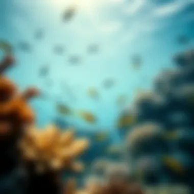 Marine Diversity Around Coral Island Ecological diversity of marine life surrounding Coral Island